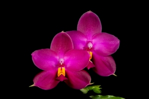 Phalaenopsis Yaphon Red Pearl Arnie AM/AOS 82 pts.